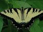 Papilio appalachiensis, the appalacian tiger swallowtail
